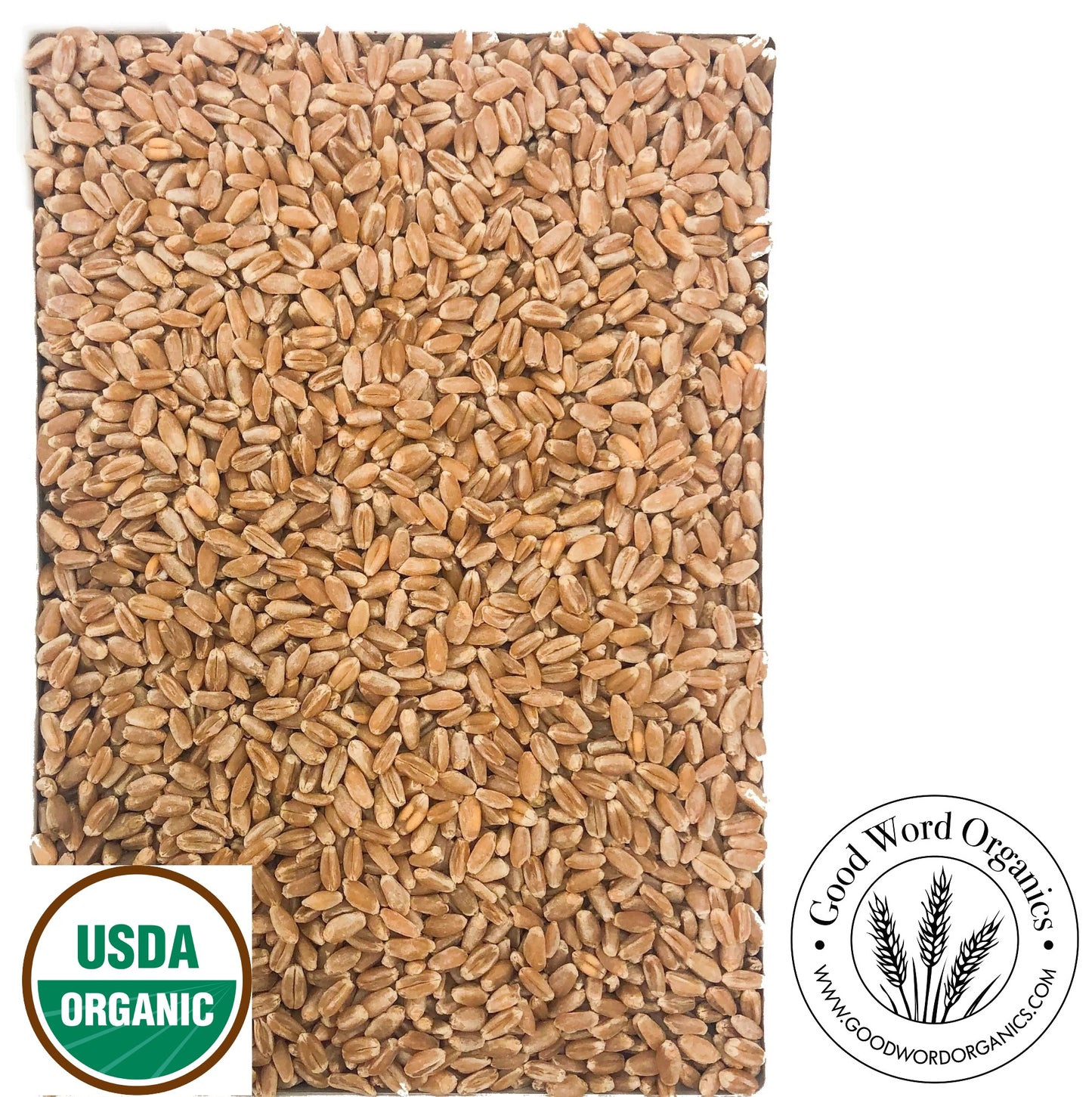 Organic Hard Red Wheat