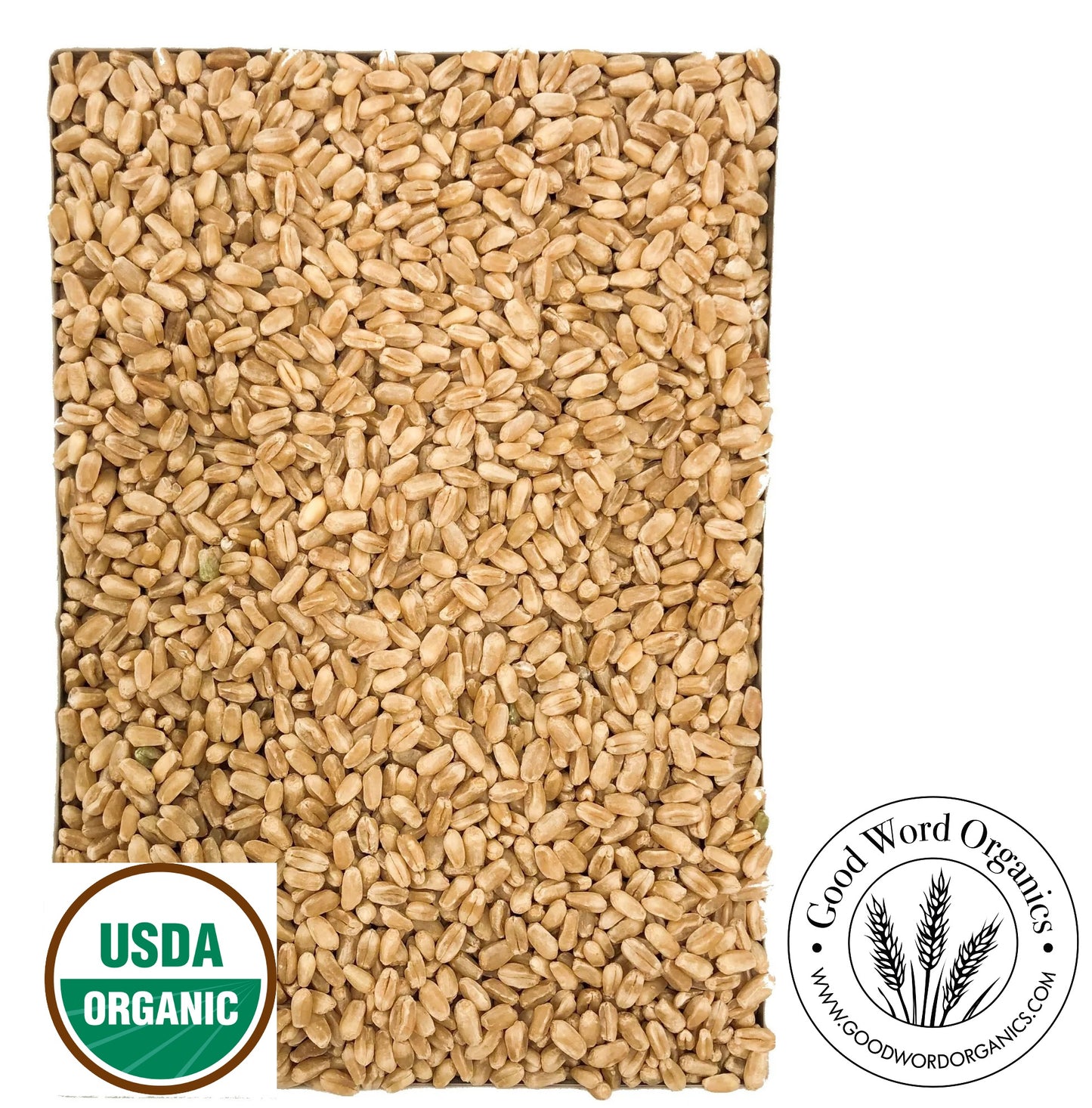 Organic Hard White Wheat